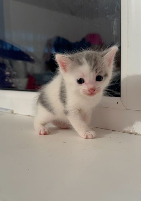 Отдам кошку, кота и котят