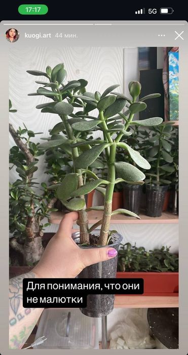 Продам денежное дерево