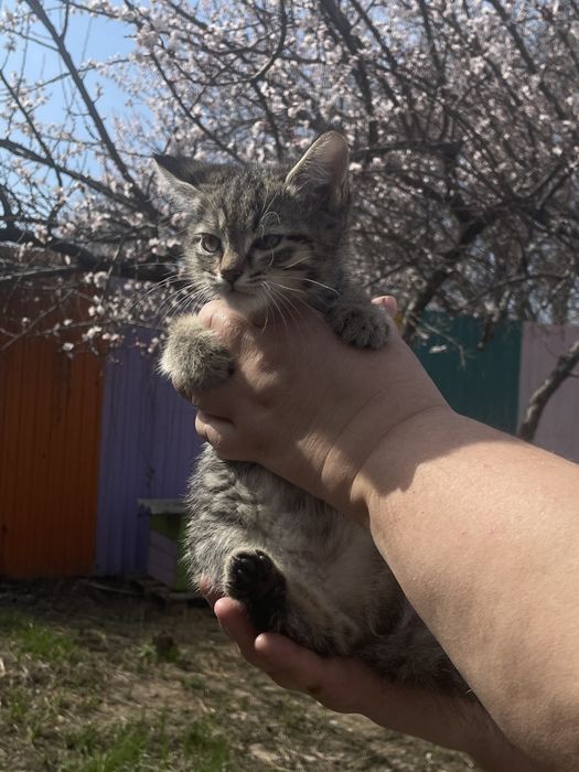 Котенок мальчик ищет семью