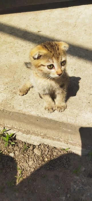 Котята вислоухие