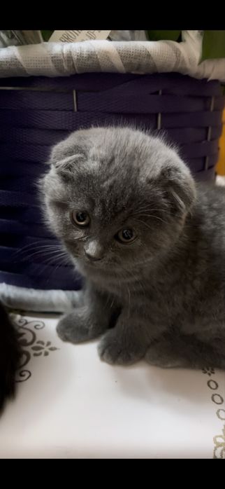Скотиш фолд бн скотиш страйт мушуклар сотилади