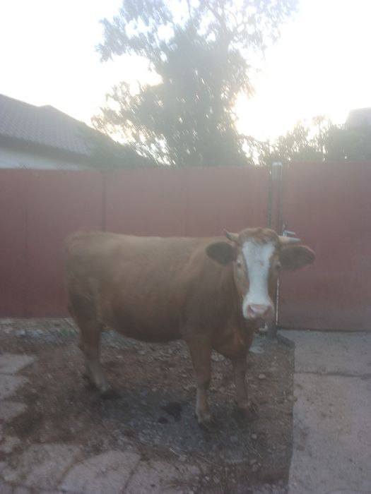 Vând junincă de 2 ani