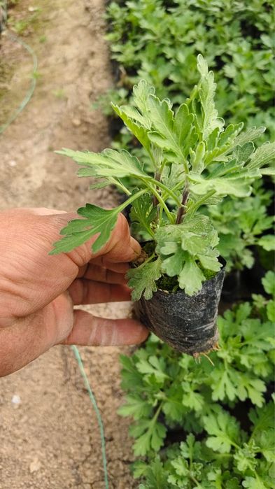 Хризантемма летняя и мультифлора