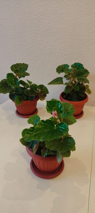 Продам бегонию вечноцветущую