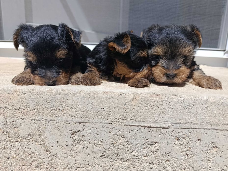 Мини Йоркширски териер