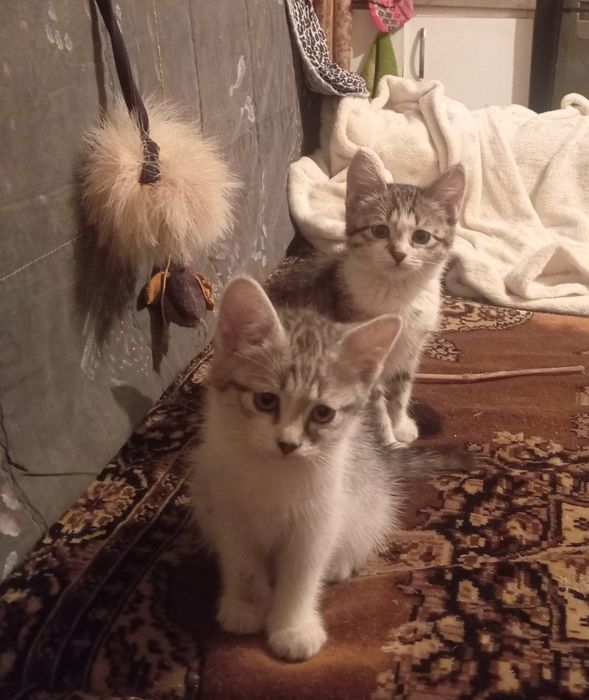 Очаровашки котятки