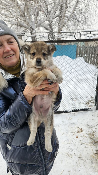 Отдам щенка 2 месяца