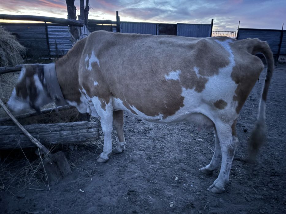 Крутой балапан