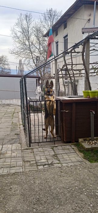 Немска овчарка на 4 год,обучена ,мъжка