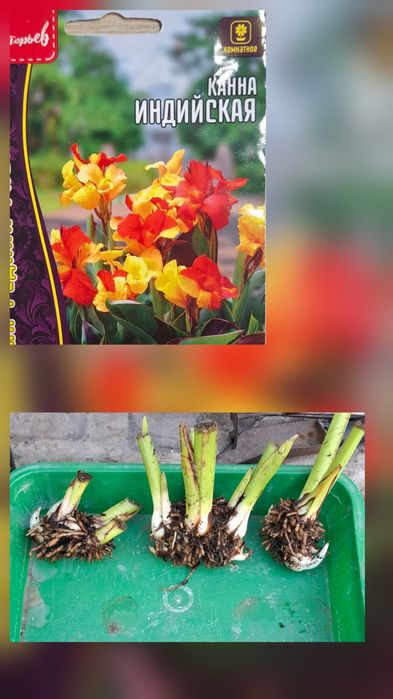 Продам канны, хризантемы, каллы