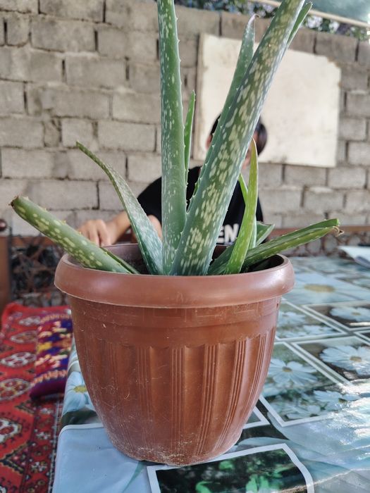 Алоэ вера сотилади