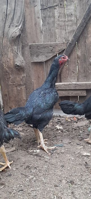 Таза канды Дакандар