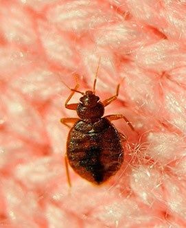 dezinfeksiya xidsiz klapa tarakan pasha