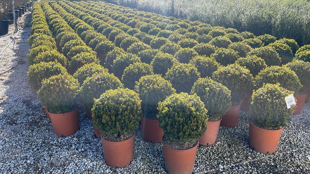 Buxus globular calitate extra toate dimensiunile