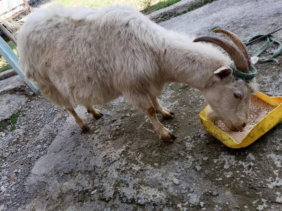 Ешкілер сатылады сауынды ешкілер