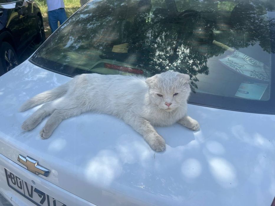 Chiroyli zotli mushuklardan