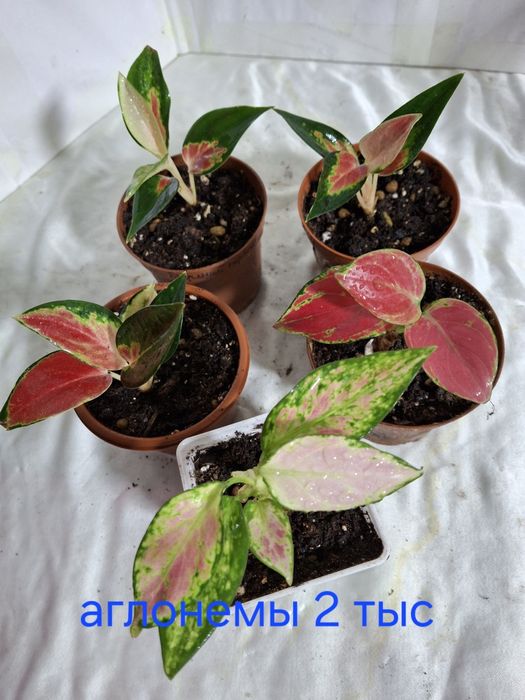 Комнатные растения одоптированые