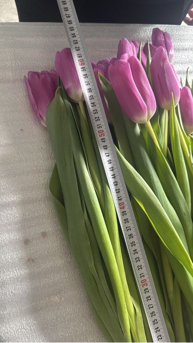 Тюльпаны штучно даем