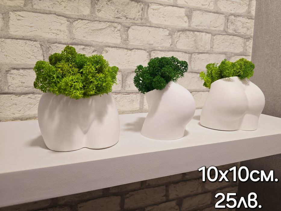 Различни видове кашпи със скандинавски мъх