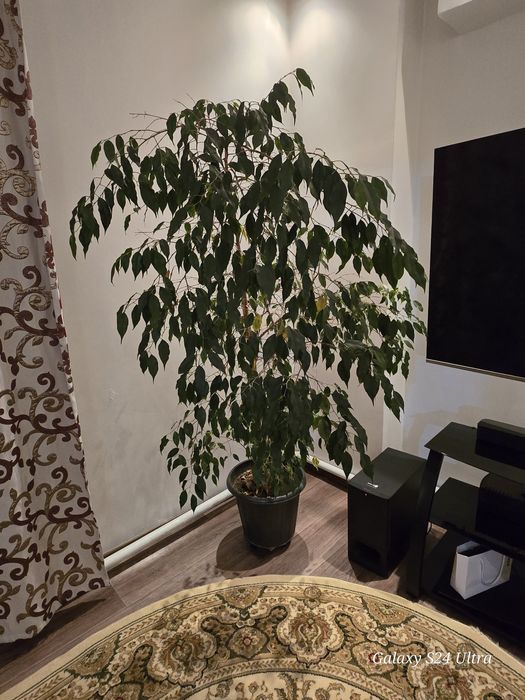 Фикус Бенджамина