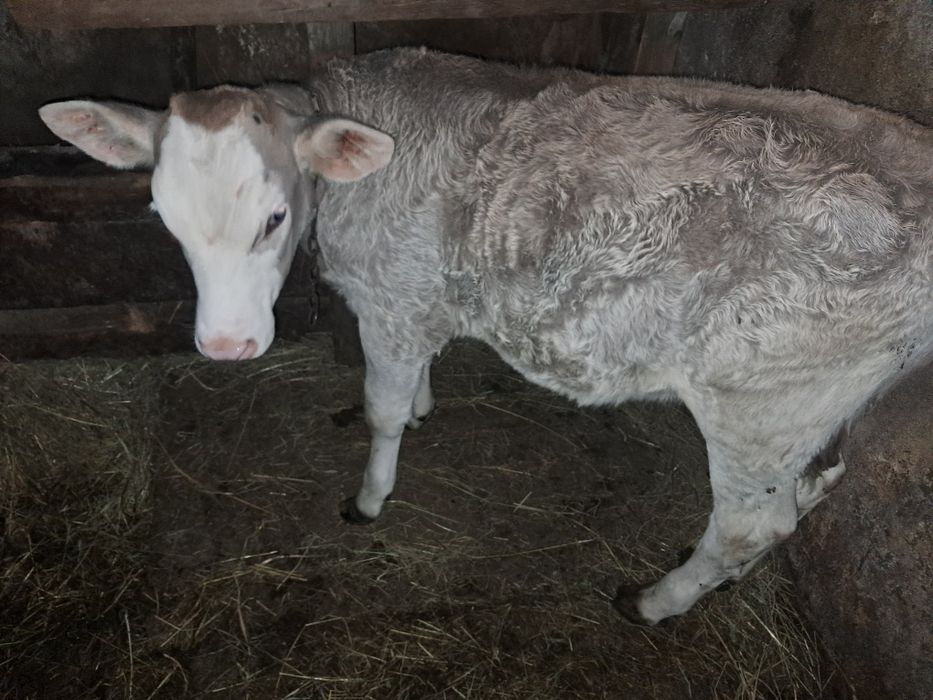 Vand vitea bruna Maramures 3 luni  3200 lei