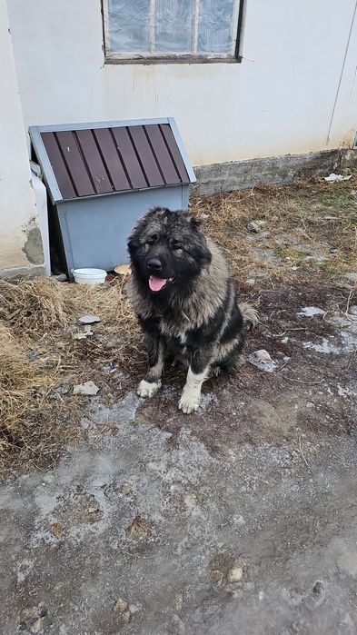 Продам  кавказкая  авчарка