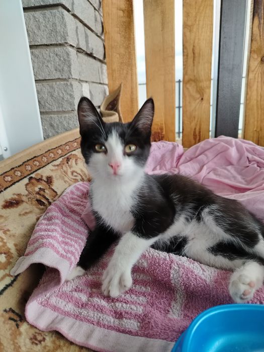 Отдам котёнка в добрые руки