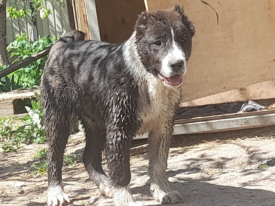 Кобели САО Алабай