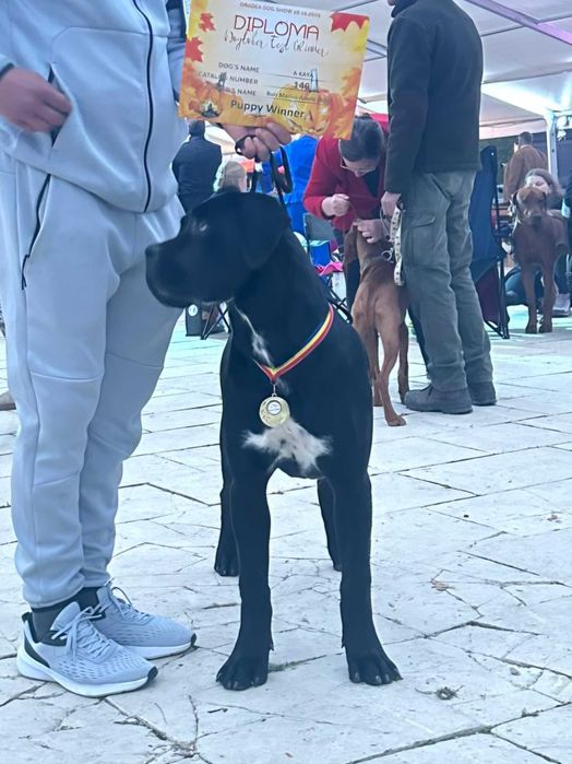 Cane Corso talie mare, pedigree FCI,  femela junioară.