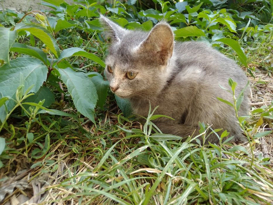 Котенок девочка, в добрые руки