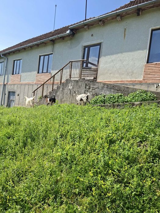 Vand capre plus iezi