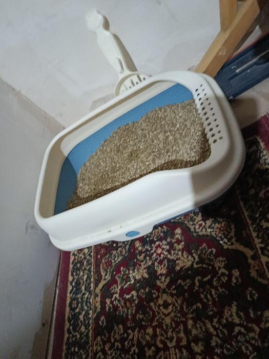 СИАМ зотли мушук сотилади...Ўғил бола..Соғлом Иштахаси зўр.