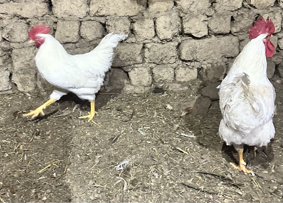 Петли работещи и за колене