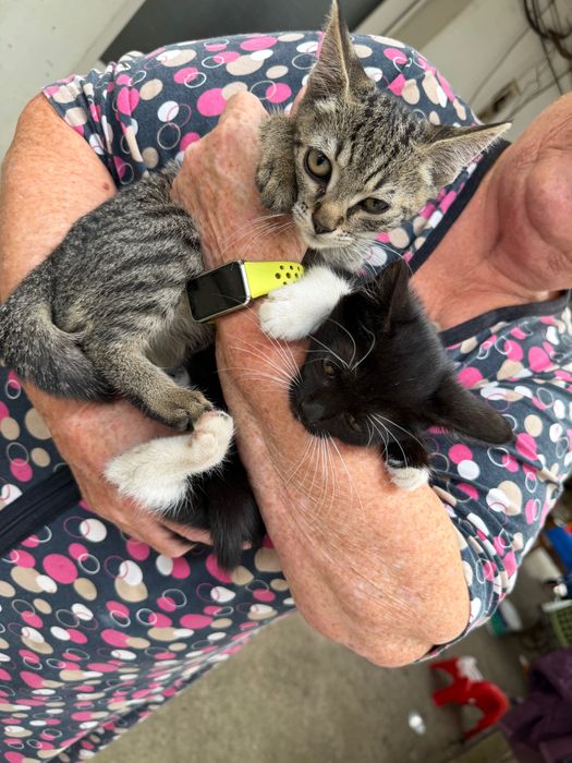 Pui de pisică spre adopție – 2-3 luni