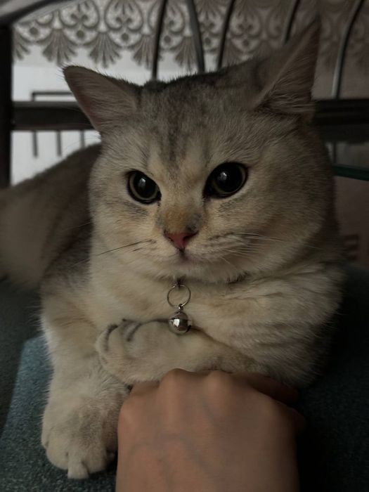 Britanski zolotiy shinshila