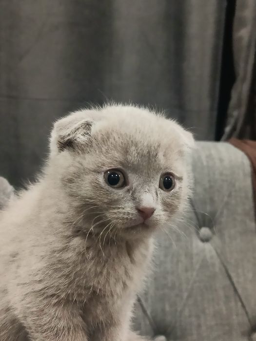 Шотландская вислоухая