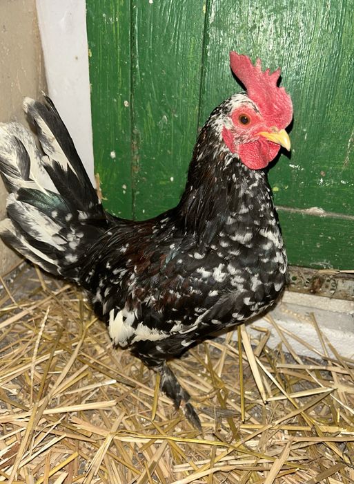 Vând cocoși pitic 6 luni