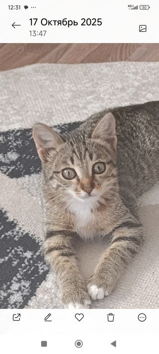 Кошечка в хорошие руки.