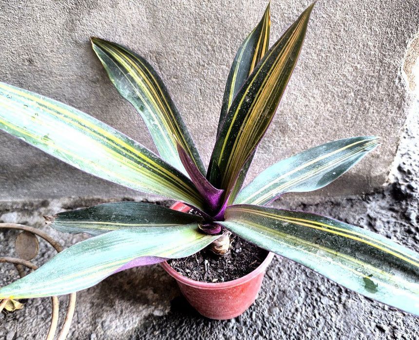 Хилма хил гуллар бор