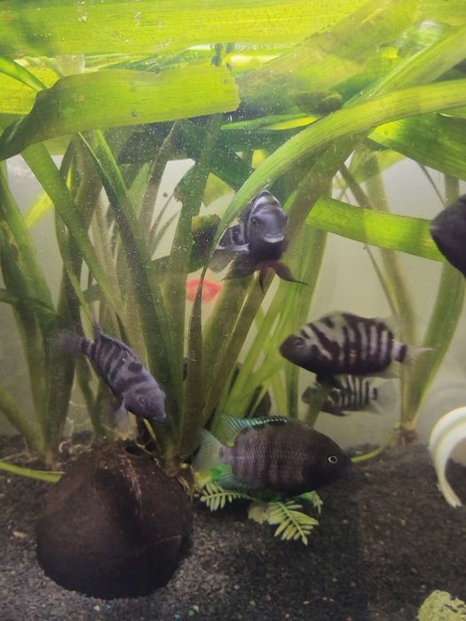 Acvariu cu ciclide