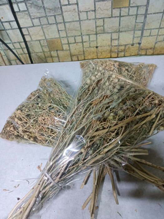 Адыраспандап адыраспан