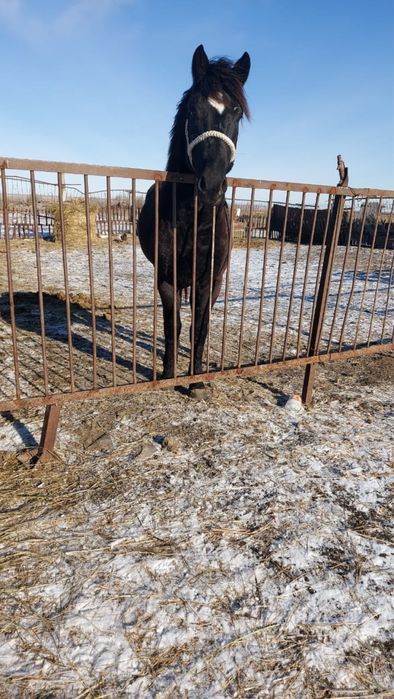 Продам жеребца 4года