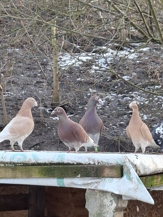 Porumbei pui si maturi
