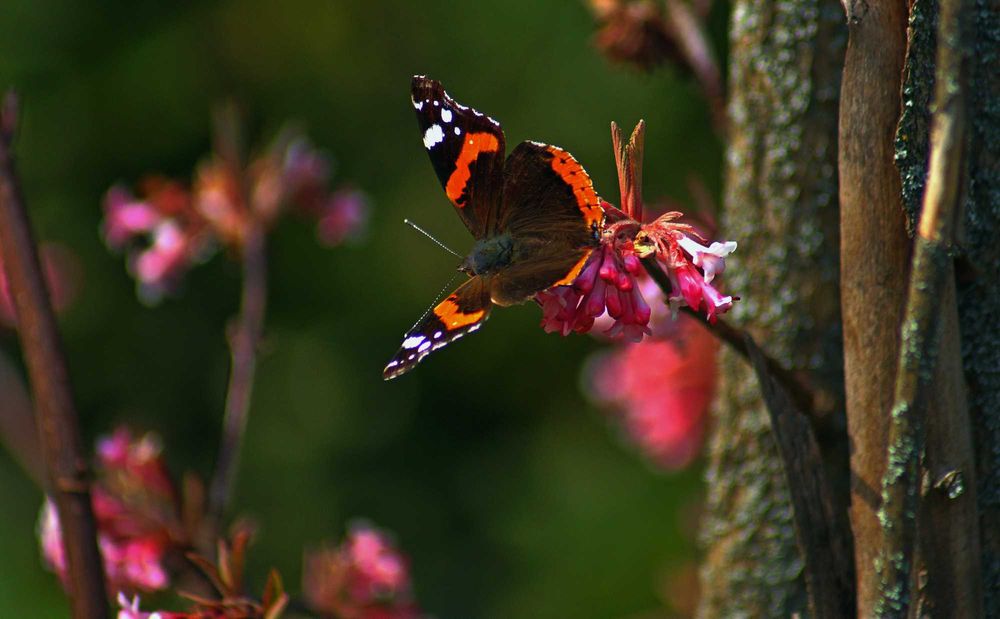 Sony A58 aparat foto