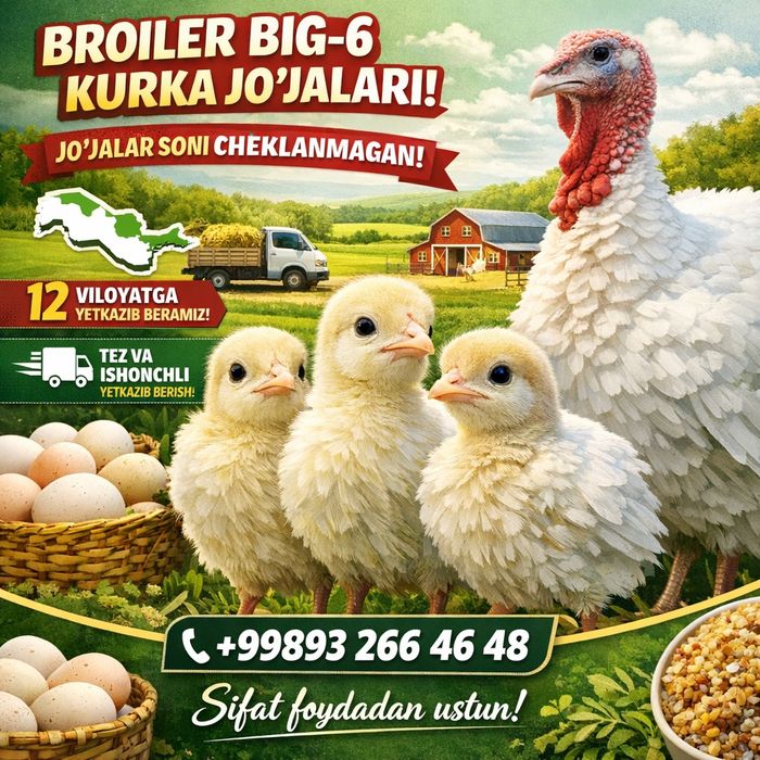 Big 6 kurka joʻjalari shoshiling mavsum yaqin optom baza