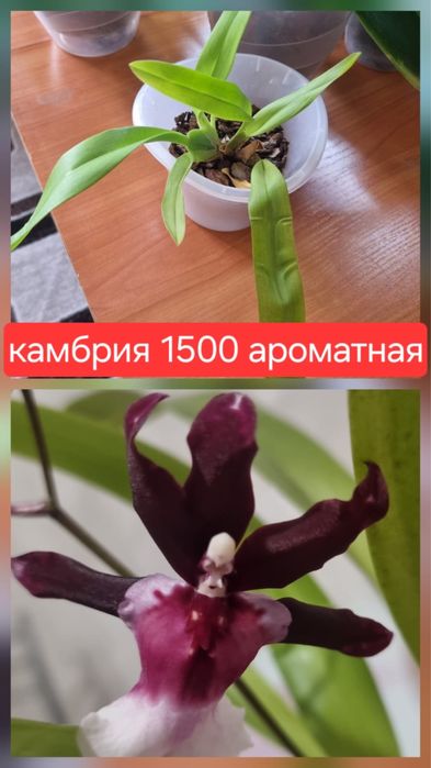 Продам    орхидеи