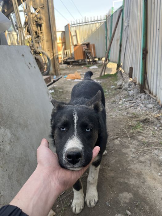 Продам сабоки 2 малчики