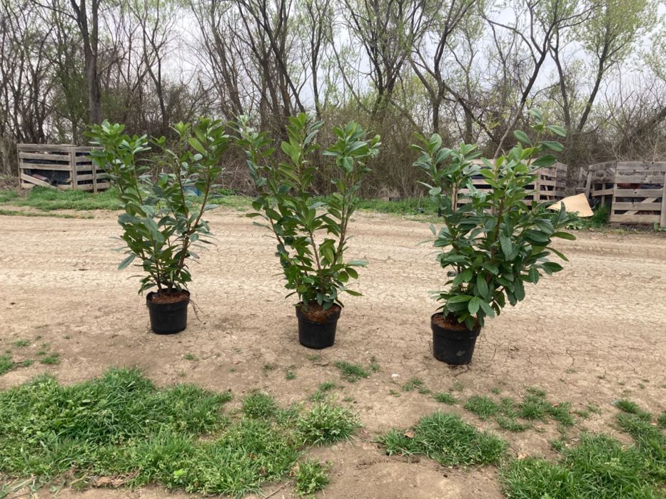 Лавровишна новита