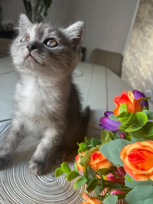 Животные кошки .