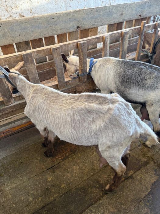 Шөптегі мулатпен жыныстық қатынас